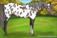 Horse Color:Liver Chestnut Appaloosa 