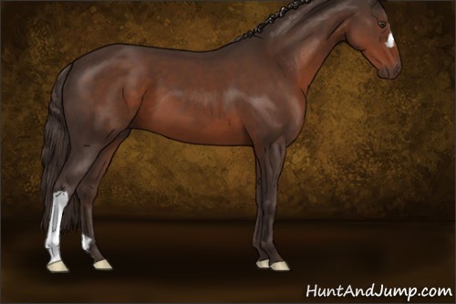 Horse Color:Liver Chestnut 