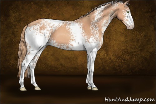 Horse Color:White Spotted Gold Champagne 