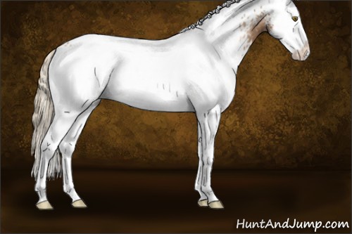 Horse Color:White Spotted Liver Chestnut Pearl Splash Appaloosa 