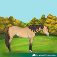 Horse Color:Buckskin Dun Splash