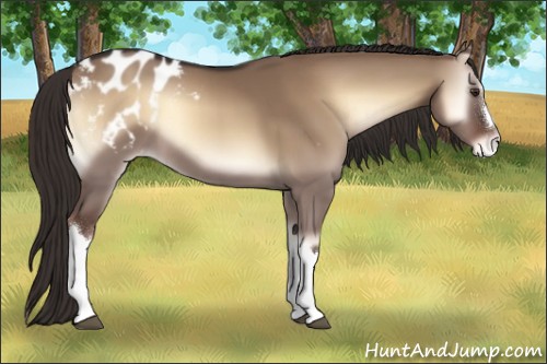 Horse Color:Liver Red Dun Onyx Appaloosa 