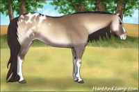 Horse Color:Liver Red Dun Onyx Appaloosa