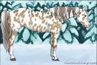 Horse Color:Chocolate Palomino Dun Splash Appaloosa 