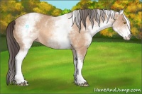 Horse Color:White Spotted Amber Champagne Rabicano