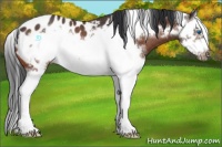 Horse Color:Bay Splash Frame Near Leopard Rabicano