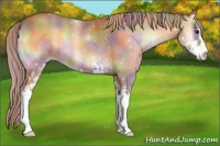 Horse Color:Nacre Red Onyx Sabino