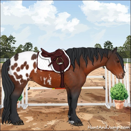 Horse Color:Brown Appaloosa 