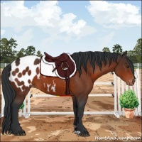 Horse Color:Brown Appaloosa 