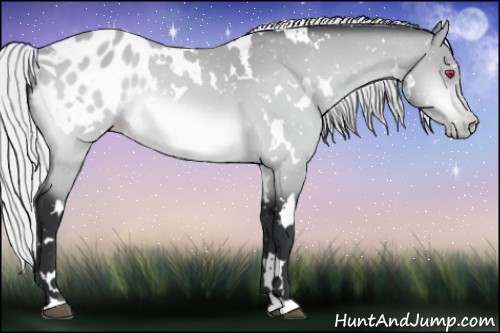 Horse Color:White Spotted Silver Bay Chinchilla Appaloosa 