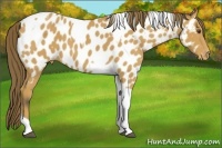 Horse Color:Buckskin Tobiano Near Leopard 