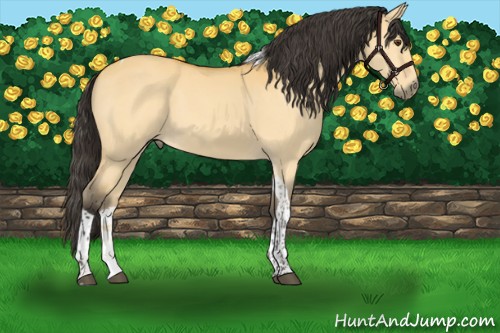 Horse Color:Buckskin Dun Tobiano 