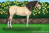 Horse Color:Buckskin Dun Tobiano 