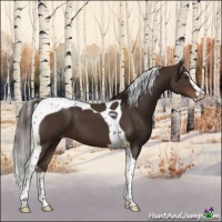 Horse Color:Liver Chestnut Sabino Tobiano Varnish 