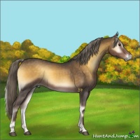 Horse Color:Chocolate Palomino Roan Onyx