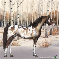 Horse Color:Liver Red Onyx Appaloosa 