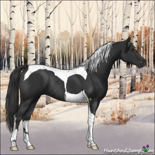 Horse Color:Liver Chestnut Tobiano Rabicano 