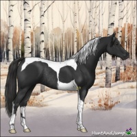 Horse Color:Liver Chestnut Tobiano Rabicano 