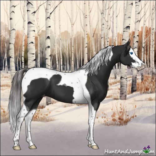 Horse Color:Liver Chestnut Sabino Splash Tobiano Appaloosa 