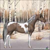 Horse Color:Liver Red Dun Tobiano 