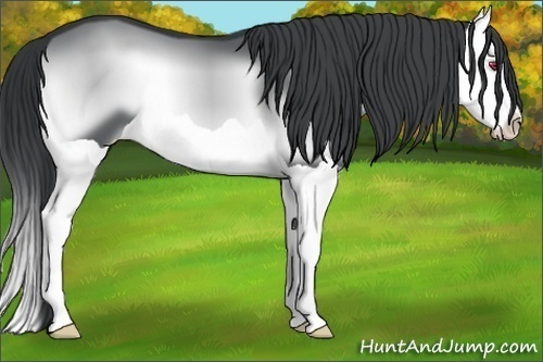 Horse Color:Blue Onyx Chinchilla Splash 