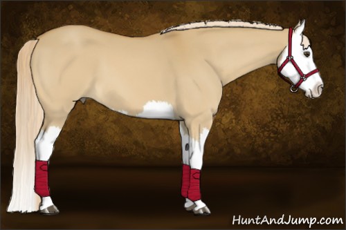 Horse Color:Palomino Dun Splash 