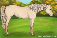 Horse Color:Palomino Dun Splash 