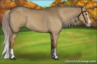 Horse Color:Chocolate Palomino Dun Splash
