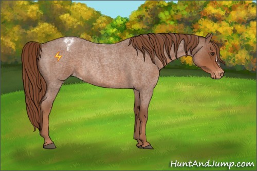 Horse Color:Red Roan Appaloosa Rabicano 