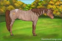 Horse Color:Red Roan Appaloosa Rabicano 