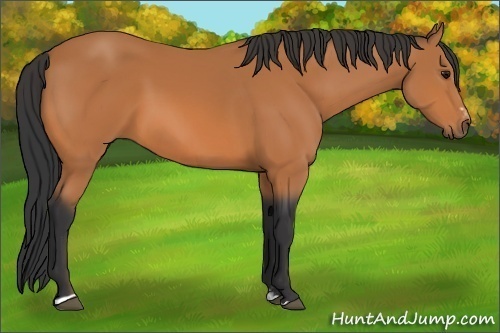 Horse Color:Bay Sabino 