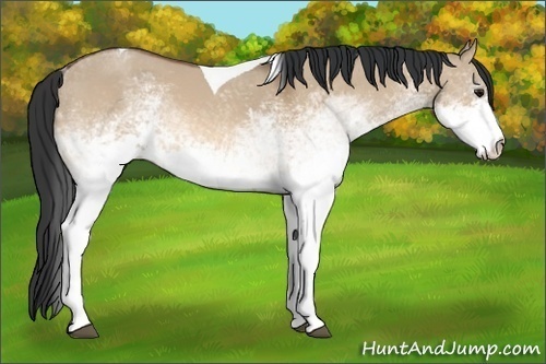 Horse Color:White Spotted Bay Dun Tobiano Rabicano 