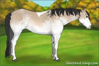 Horse Color:White Spotted Bay Dun Tobiano Rabicano 