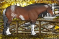 Horse Color:White Spotted Bay Tobiano Frame