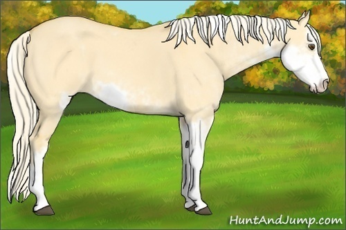 Horse Color:Palomino Dun Sabino 