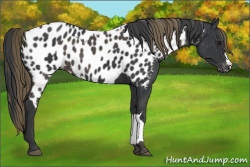 Horse Color:Smoky Black Appaloosa  and Black Appaloosa 