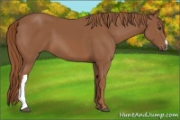 Horse Color:Chestnut 