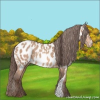 Horse Color:Amber Champagne Appaloosa  and Amber Champagne Appaloosa 