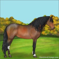 Horse Color:Brown Sabino