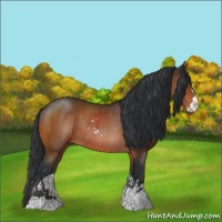 Horse Color:Bay Sabino Rabicano