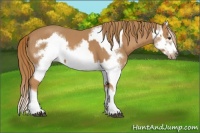 Horse Color:Chestnut Splash Frame  and Chestnut Splash Frame 