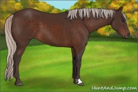 Horse Color:Silver Brown 
