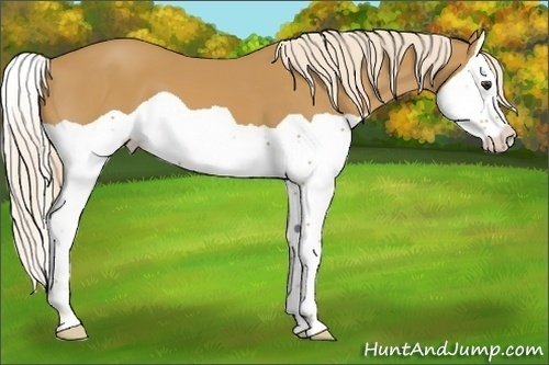 Horse Color:Palomino Splash