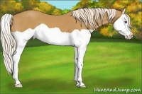 Horse Color:Palomino Splash 