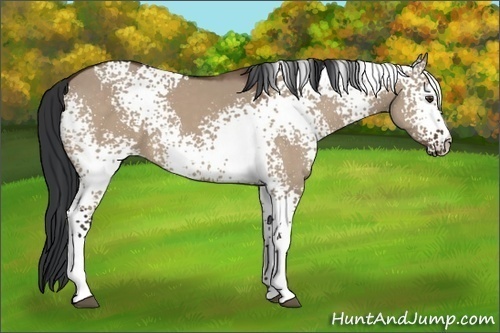 Horse Color:White Spotted Brown Dun 