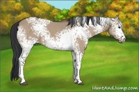 Horse Color:White Spotted Brown Dun 