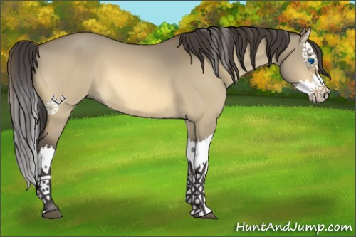 Horse Color:Buckskin Dun Splash 