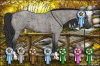 Horse Color:Grullo Roan 