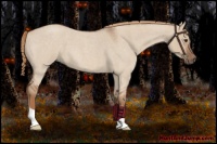 Horse Color:Red Dun Roan 