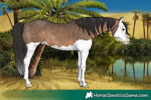 Horse Color:Brown Dun Splash 